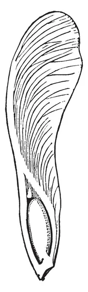 这是枫树的果实 它是封闭的 这棵树是枫树的种类 它生长迅速 复古线画或雕刻插图 — 图库矢量图片