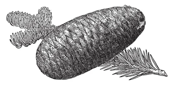 这张图片显示了太平洋银冷杉的松树锥 也被称为冷杉秆 复古线条画或雕刻插图 — 图库矢量图片