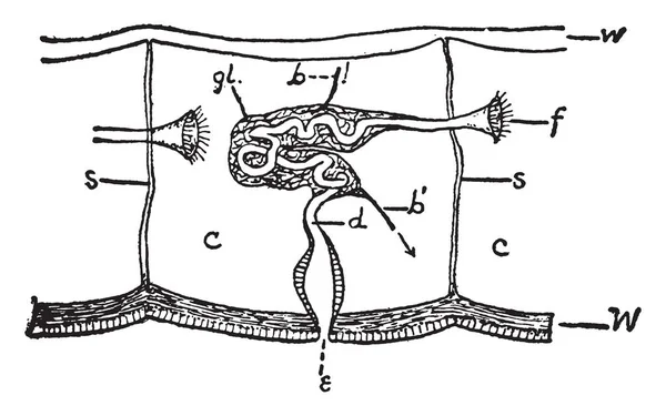 Nephridium Órgão Invertebrado Que Ocorre Pares Desempenha Uma Função Semelhante — Vetor de Stock