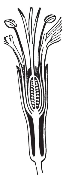 此图像显示的是雌蕊部分 这是花的内在部分 它是花的子房 卵巢的柱头和花药生长 复古线画或雕刻插图 — 图库矢量图片