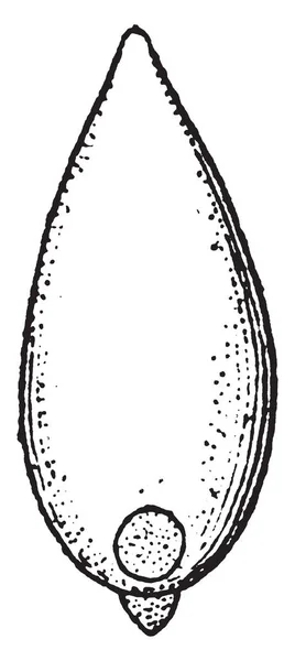 Est Diagramme Herbe Vernal Section Transversale Épi Petit Secondaire Épi — Image vectorielle