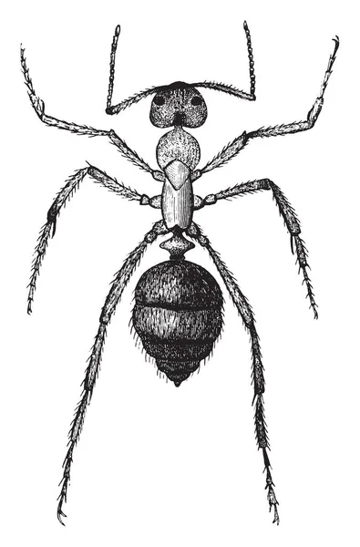 Рабыня Муравей Который Является Рабочим Муравей Винтажные Линии Рисунок Гравировка — стоковый вектор