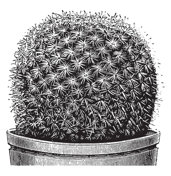 Uma Foto Mostrando Planta Mammillaria Haageana Mammillaria Haageana Cacto Com — Vetor de Stock