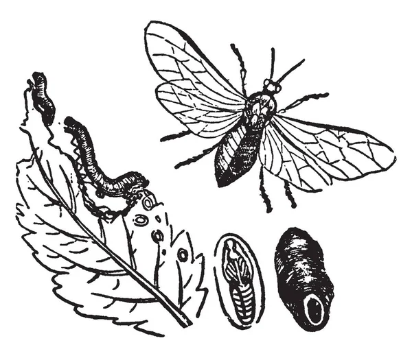 萝卜叶蜂是一群昆虫 复古线条画或雕刻插图 — 图库矢量图片