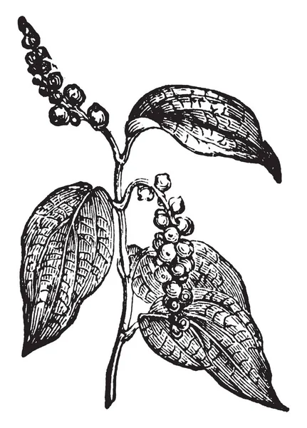 黒コショウはコショウ科で花をつけるつる植物です 種子は 螺旋状の茎に配置 葉は卵形形 ビンテージの線描画や彫刻イラストです — ストックベクタ
