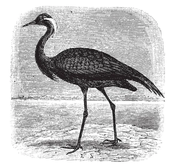 Numidyjska Żuraw Jest Duży Ptak Tak Zwane Jego Wdzięk Vintage — Wektor stockowy