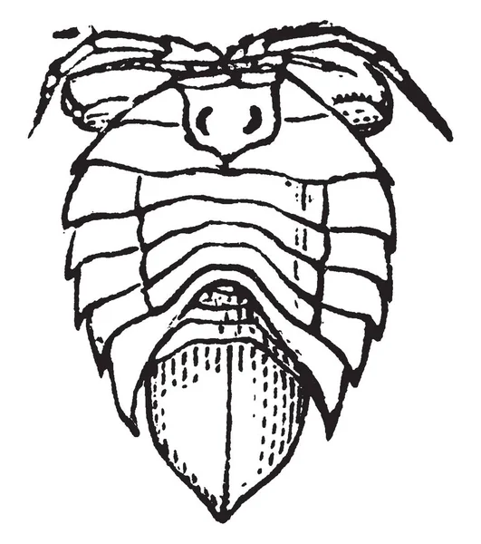 Isopode Ist Eine Der Vielfältigsten Ordnungen Von Krebstieren Vintage Linienzeichnung — Stockvektor