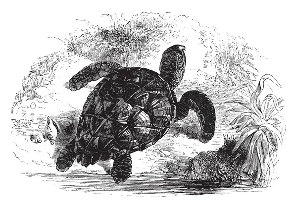 Tortue Imbriquée Est Une Tortue Mer Danger Critique Extinction Appartenant — Image vectorielle