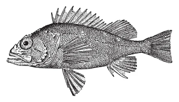 コルセアは滑らかな頭蓋尾根 ビンテージの線描画や彫刻の図を持つ魚です — ストックベクタ