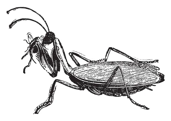 螳螂是一种蝗虫属 以其形式 复古线条绘制或雕刻插图而引人注目 — 图库矢量图片