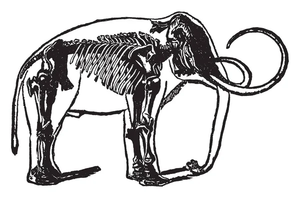 うち化石がヨーロッパ ビンテージ ラインの図面やイラストを彫刻見つけた絶滅した象の種であるマンモスの骨格 — ストックベクタ