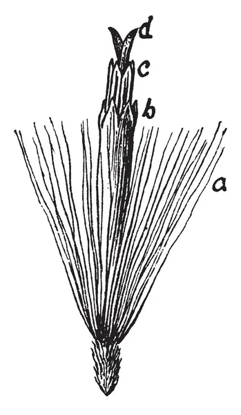 Florete Peludo Aster Pappus Rodeado Aster Hay Antera Interior Estigma — Archivo Imágenes Vectoriales