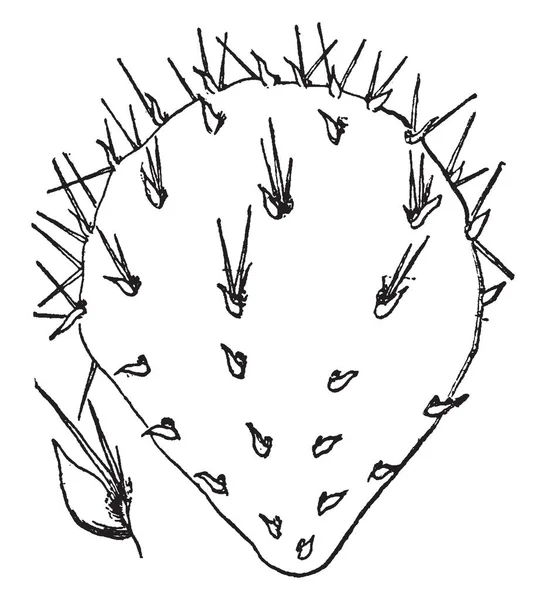 Картина Opuntia Сустава Листьями Листья Мясистые Цилиндрические Имеют Форму Шиповника — стоковый вектор