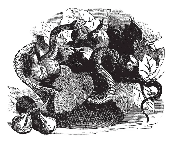 Asp Знаходиться Дрібних Видів Venemous Змія Знайшов Європейських Альп Vintage — стоковий вектор