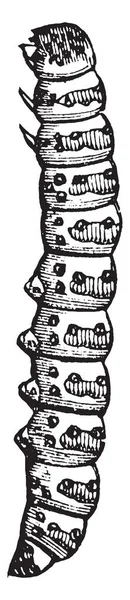 Личинки Птенцы Бабочек Рисунок Винтажных Линий Гравировка — стоковый вектор
