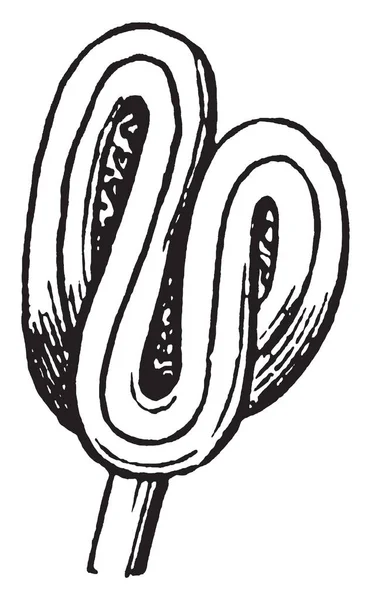 Изображение Арбузного Растения Котором Растут Различные Тычинки Арбуза Показывающие Длинные — стоковый вектор