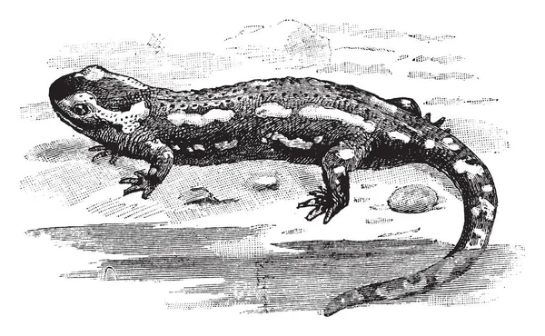 Salamandre Tachetée Avec Des Taches Jaunes Sur Dos Dessin Ligne — Image vectorielle