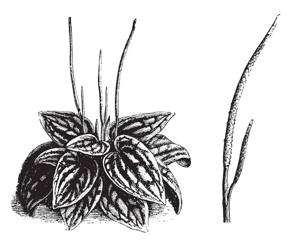 Peperomia Marmorata Gümüş Derin Yivli Bırakıyor Peperomia Marmorata Bitki Kırmızı — Stok Vektör