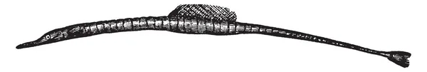 Іглиця Массачусетс Риба Довгий Тіла Тонкими Щелепами Vintage Штриховий Малюнок — стоковий вектор