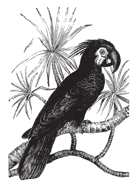 Cacatúa Negra Originaria Nueva Guinea Dibujo Línea Vintage Ilustración Grabado — Archivo Imágenes Vectoriales