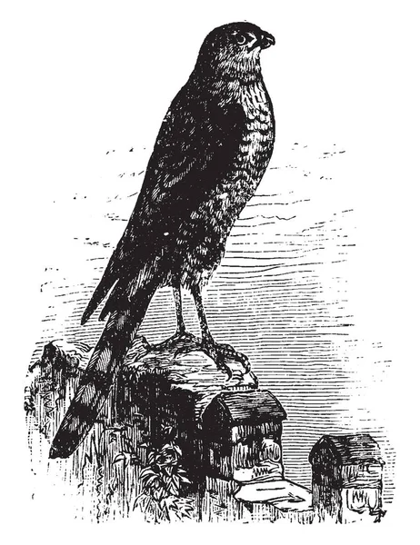 Questa Immagine Rappresenta Sharp Shinned Hawk Piccola Linea Vintage Disegno — Vettoriale Stock