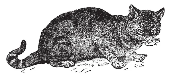 Egyptian Cat Una Raza Gatos Pelo Corto Tamaño Pequeño Mediano — Archivo Imágenes Vectoriales