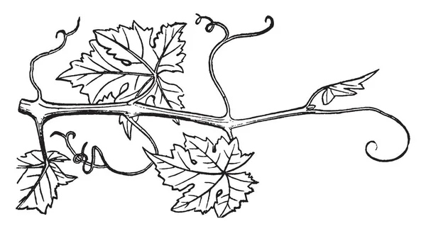 Slender Woody Shoot Growing Branch Grapes Vine Vintage Line Drawing — Stock Vector