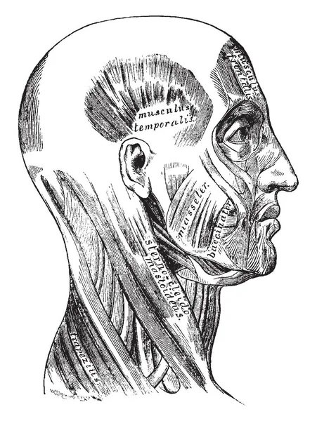 此插图表示上部肌肉 复古线条画或雕刻插图 — 图库矢量图片