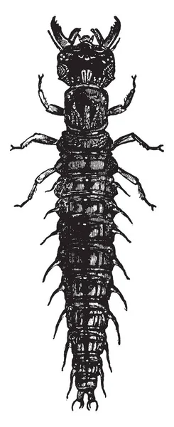Hellgrammite Megalopteran Corydalidae 复古线条画或雕刻插图的一部分 — 图库矢量图片