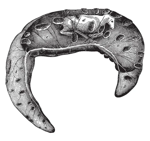 Cette Illustration Représente Foetus Vache Avec Membrane Son Dessin Ligne — Image vectorielle