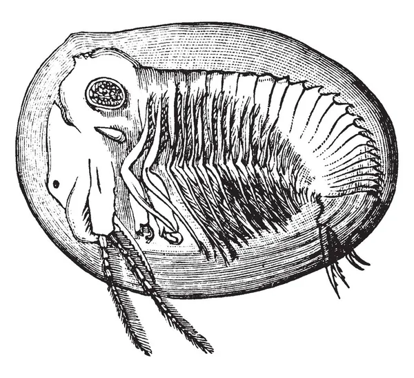 Estheria Вид Ракообразных Branchiopod Представляющий Собой Винтажный Рисунок Линии Эскимосную — стоковый вектор