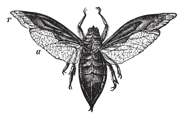 Water Bug Una Especie Insecto Que Tiene Hábitos Acuáticos Dibujo — Archivo Imágenes Vectoriales