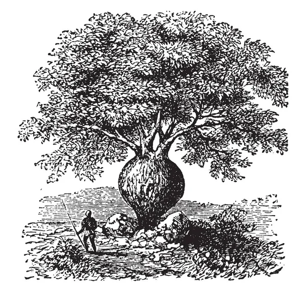 Бутылочное Дерево Первоначально Классифицированное Семье Sterculiaceae Родом Квинсленда Австралия Рисунок — стоковый вектор