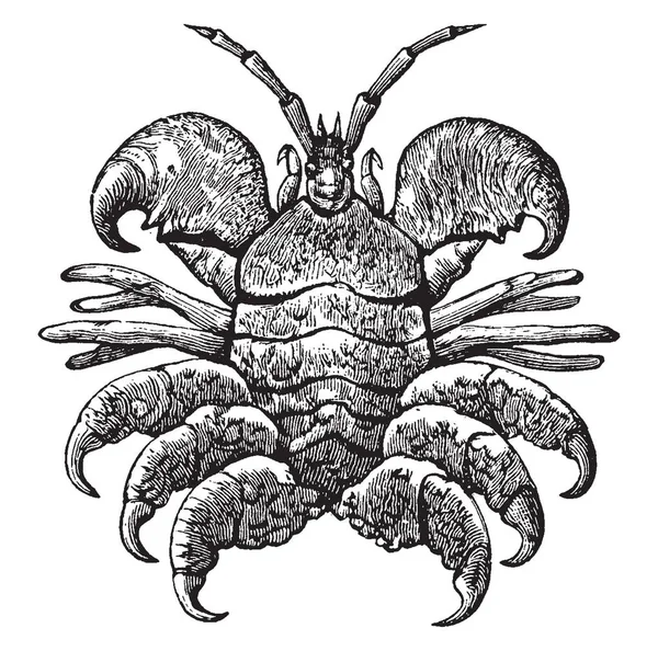 Crostacei Balena Trovati Balene Disegno Vintage Incisione Illustrazione — Vettoriale Stock