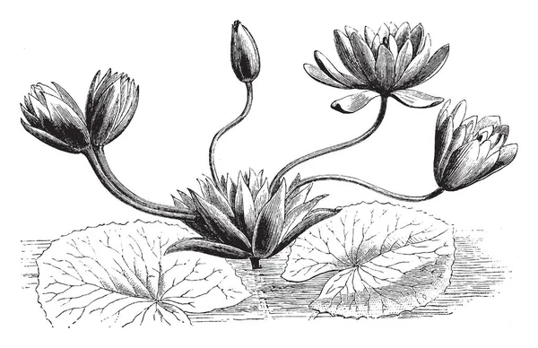 Immagine Alcuni Fiori Che Fioriscono Acqua Foglie Rotonde Disegno Linee — Vettoriale Stock