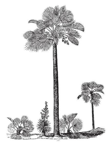 Een Afbeelding Van Een Palmetto Boom Die Een Fan Palm — Stockvector