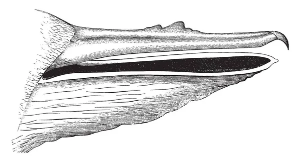 Ilustrasi Ini Mewakili Bill North American White Pelican Gambar Garis - Stok Vektor