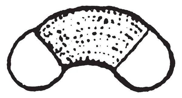 Пыльца Форма Полумесяца Выглядит Капсула Три Листка Рисунок Винтажной Линии — стоковый вектор