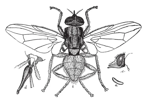 Hornfliege Ist Eine Kleine Fliege Die Von Linnaeus Vintage Linienzeichnung — Stockvektor