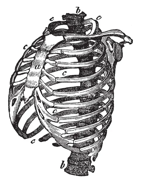 Questa Illustrazione Rappresenta Struttura Del Petto Disegno Linea Vintage Incisione — Vettoriale Stock