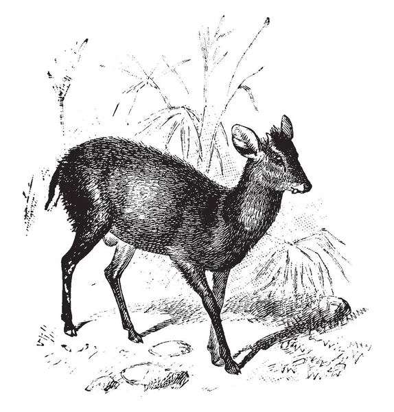 사슴은 포유류 Muntjac 빈티지 Cervidae 제품군에 — 스톡 벡터