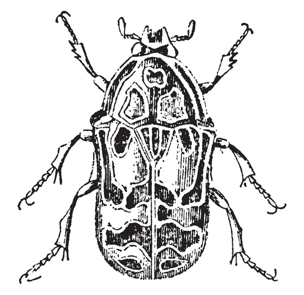 Flower Chafer Beetle Gruppo Scarabei Disegno Linee Vintage Illustrazione Incisione — Vettoriale Stock