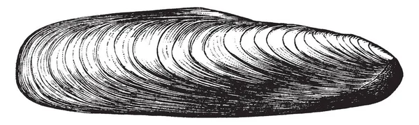 日付シェル属 Lithodomus ビンテージの線画を退屈やイラストを彫刻石のムール貝のシェルです — ストックベクタ