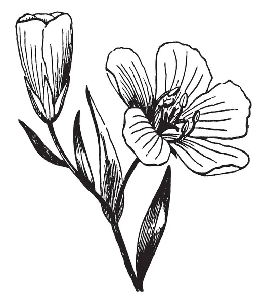 画像が示す亜麻 亜麻仁とも呼ばれます それは アマ科の家族に属しています 枚の花弁を持つ純粋な淡いブルーです これは ビンテージの線描画や彫刻イラストの花 — ストックベクタ