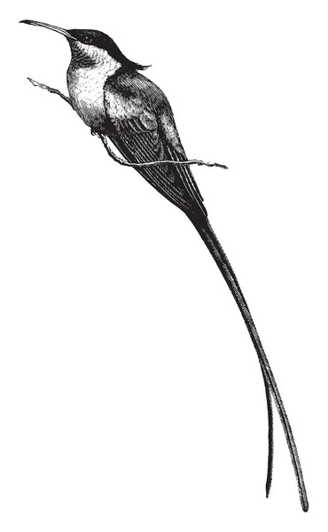 Tämä Kuva Edustaa Long Tailed Hummingbird Vintage Linja Piirustus Tai — vektorikuva