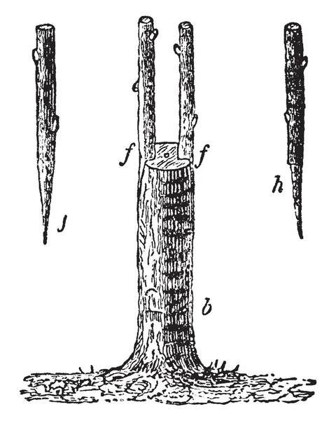 Bilden Visar Ympning Träd Där Liten Kvist Sätts Barken Runt — Stock vektor