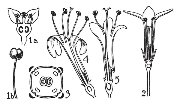 Rubuaceae オミナエシ科の注文に表示される画像 これは 花部分葯や卵巣 花びら 小花柄 ビンテージ ライン描画または彫刻の図 — ストックベクタ