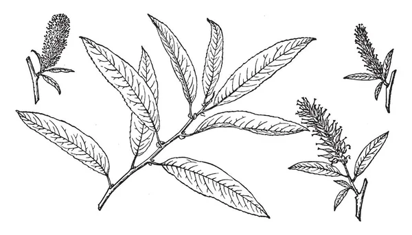 写真は 砂丘の柳の枝を示しています いくつかのより広範な広葉樹の種は 楊柳と呼ばれます 葉が単純な羽脈し通常線形披針形 ビンテージの線描画や彫刻イラストです — ストックベクタ