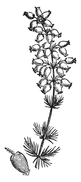 Bloemen Zijn Klokvormig Stuurpen Met Fijne Naaldachtige Bladeren Het Wordt — Stockvector