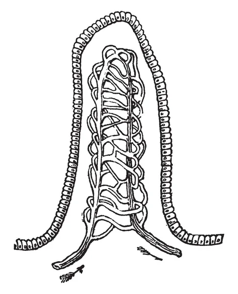 Este Diagrama Representa Villus Dibujo Línea Vintage Ilustración Grabado — Archivo Imágenes Vectoriales